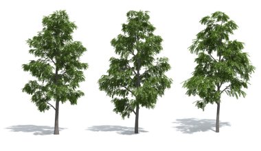 Acacia trees clipart