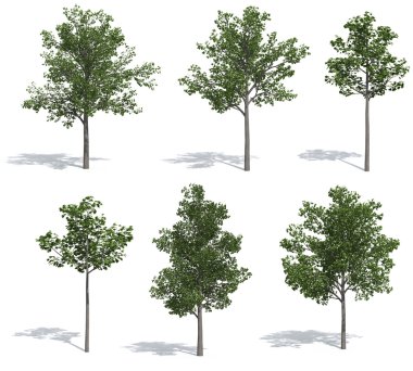 Linden trees clipart