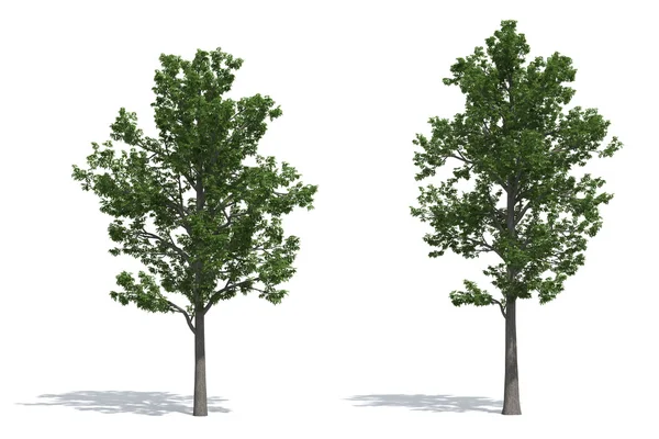 Ash ağaçlar — Stok fotoğraf
