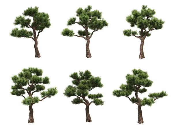 Bonsai pines — Stockfoto
