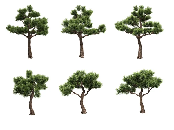 Pini bonsai — Foto Stock
