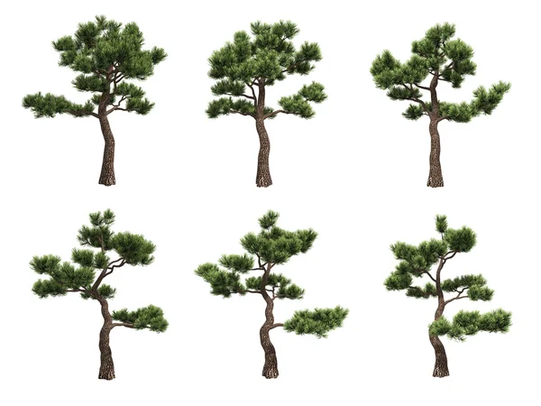 Bonsai pines — Stock Photo, Image