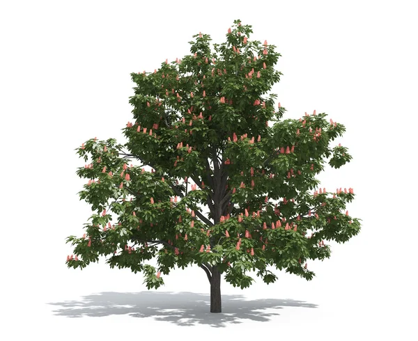 Каштановое дерево — стоковое фото