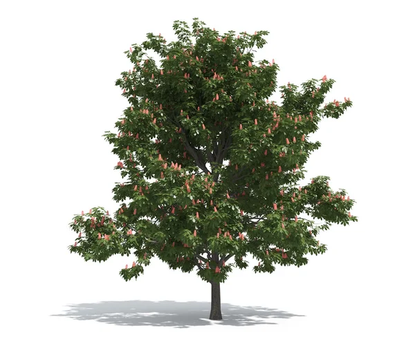 Chestnut tree — Stock Photo, Image