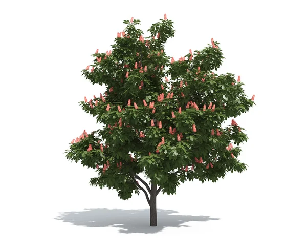 Kestane ağacı — Stok fotoğraf