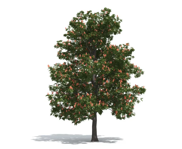 板栗树 — 图库照片