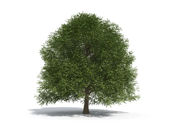 Elm tree — Stock Photo, Image