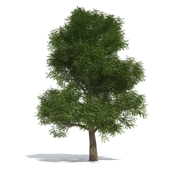 Elm tree — Stock Photo, Image
