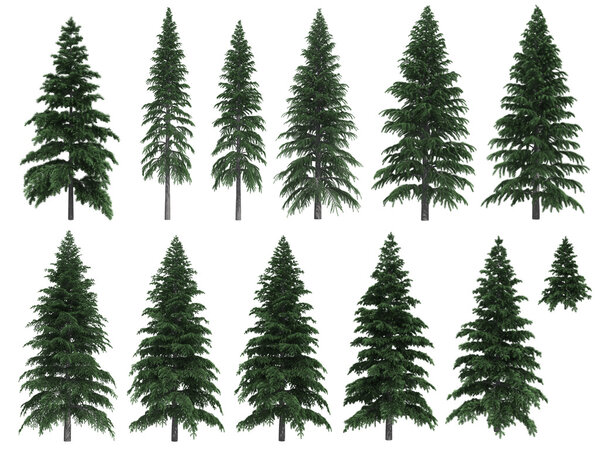 Fir trees