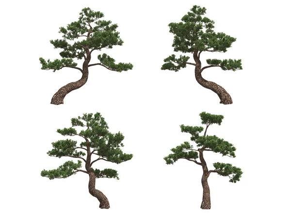 Japan pines — Stockfoto