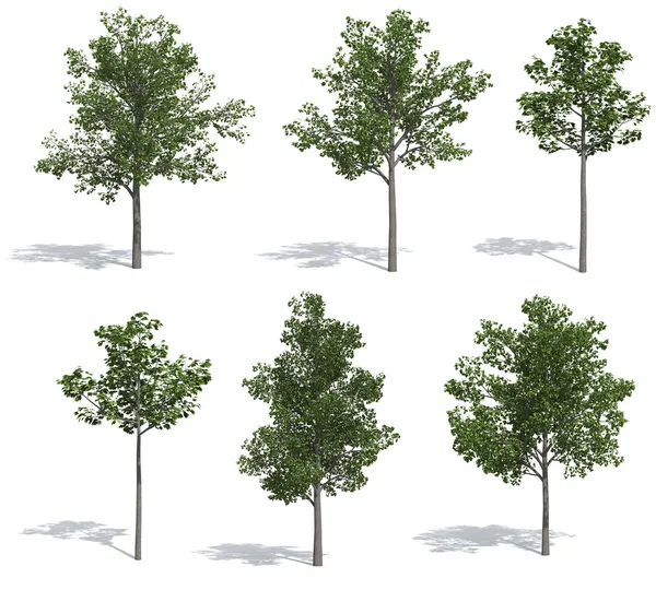 Линденские деревья Лицензионные Стоковые Фото