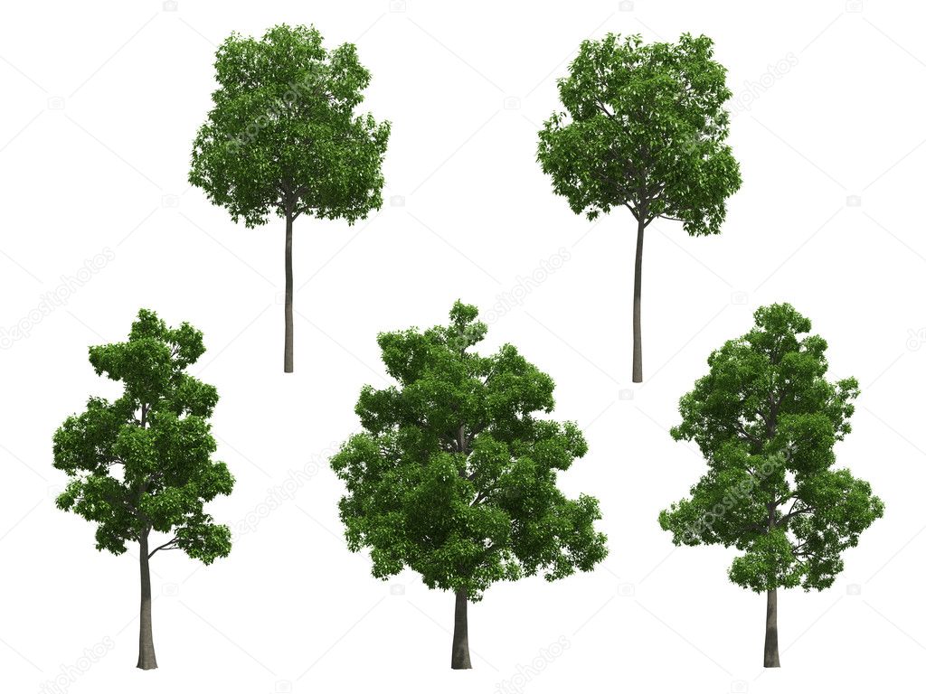 Beech trees