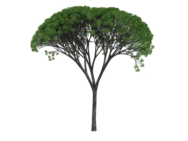 Willow tree — Stock Photo, Image