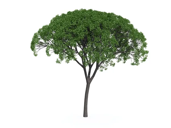 Верба дерево — стокове фото