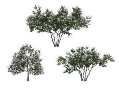 Lilac trees clipart