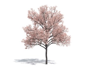 Sakura tree clipart