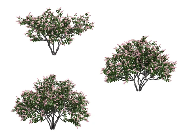Lila träd — Stockfoto