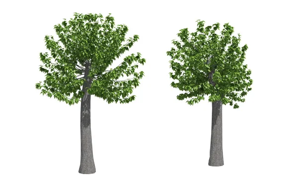 Drzewa topoli — Zdjęcie stockowe