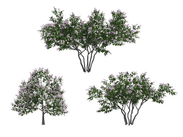 Lilac trees — Stock Photo, Image