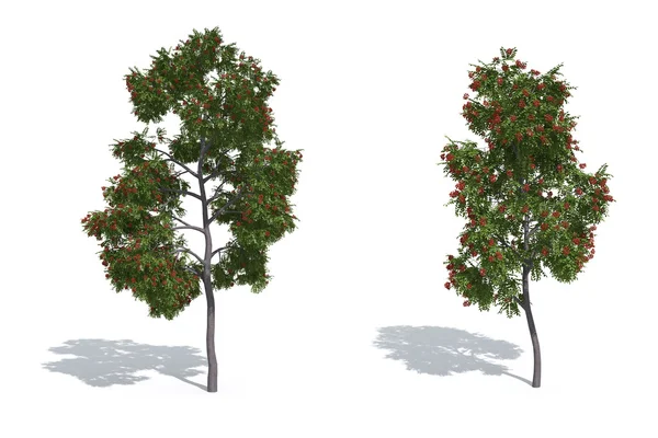 Рованские деревья — стоковое фото