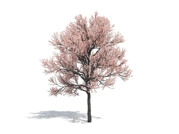 Sakura δέντρο — Φωτογραφία Αρχείου