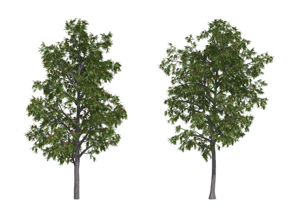 Rowan árboles — Foto de Stock