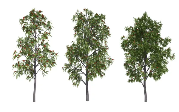 Rowan bomen — Stockfoto