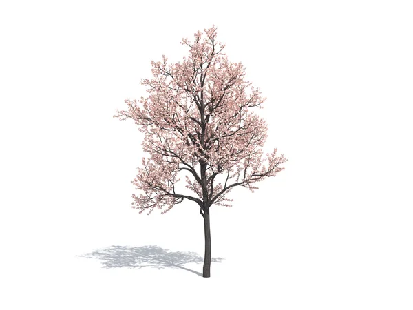 Sakura fát Jogdíjmentes Stock Képek