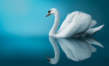 A Swan clipart