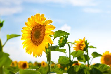 Sunward Sunflower clipart