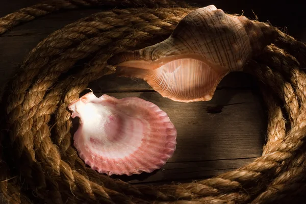 stock image Sea still-life