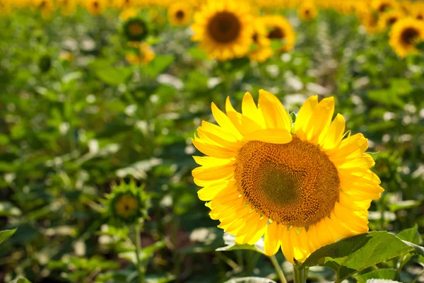 stock image Horizontal photo of a sunflower field.