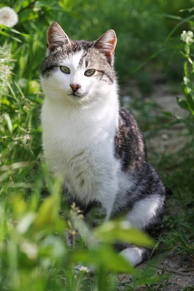 Katze im Gras — Stockfoto