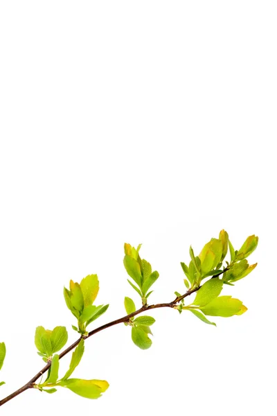 Green leaves over white background — Stock Photo, Image