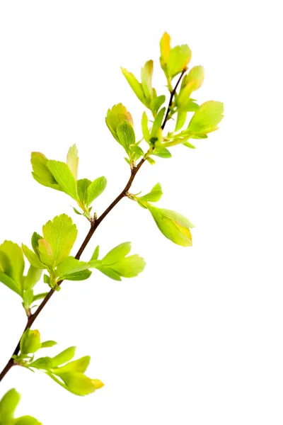 Liściastych gałęzi na białym tle — Zdjęcie stockowe