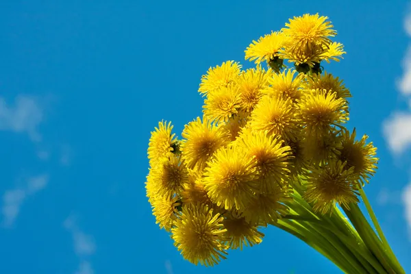 Квітучі кульбаби — стокове фото