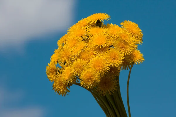 Blossoming dandelions — Stock Photo, Image
