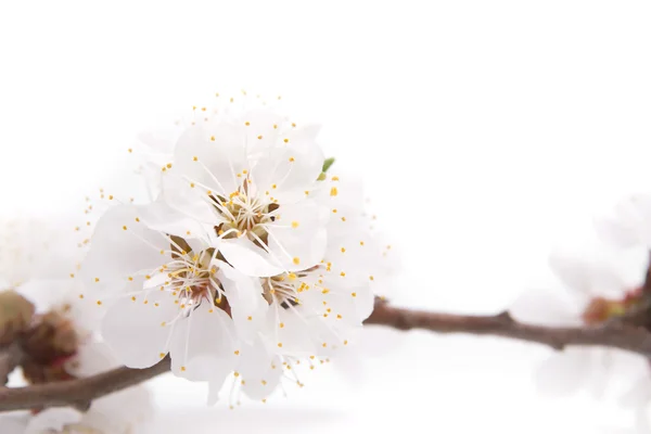Rama floreciente sobre fondo blanco — Foto de Stock