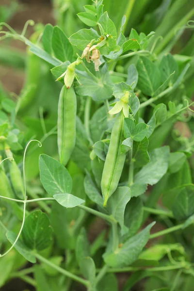 エンドウ豆の植物 — ストック写真