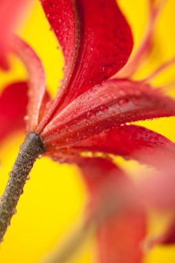 Stargazer lily Sarı zemin üzerine