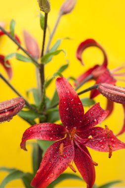 Stargazer lily sarı