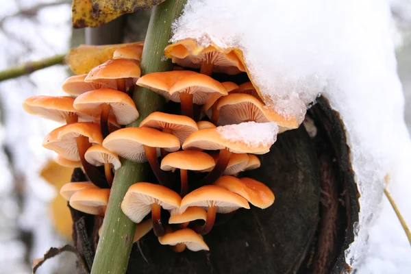 stock image Mushrooms