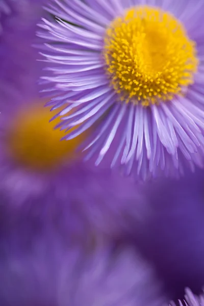 Крупним планом фіолетові квіти для гарного візерунка — стокове фото