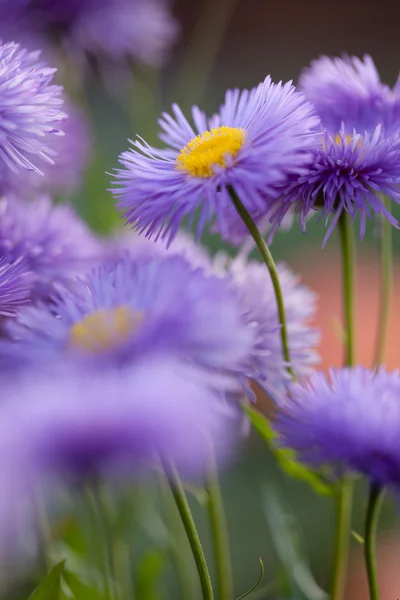 Fiolette blomster til fint mønster – stockfoto