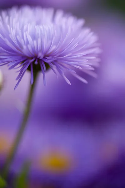 좋은 패턴에 대 한 근접 촬영 보라색 꽃 — 스톡 사진