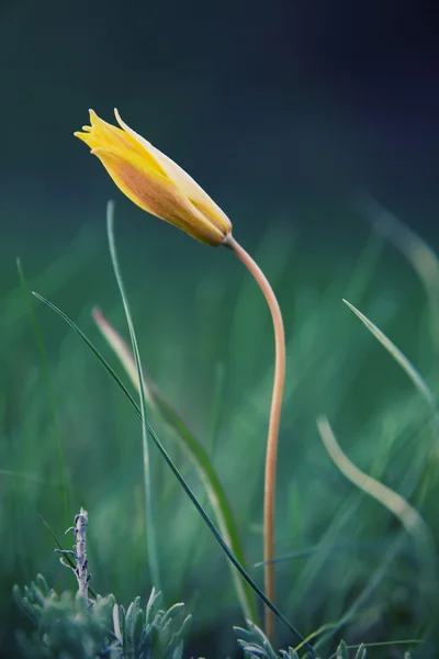 Tulipa selvagem com algum borrão de arte — Fotografia de Stock