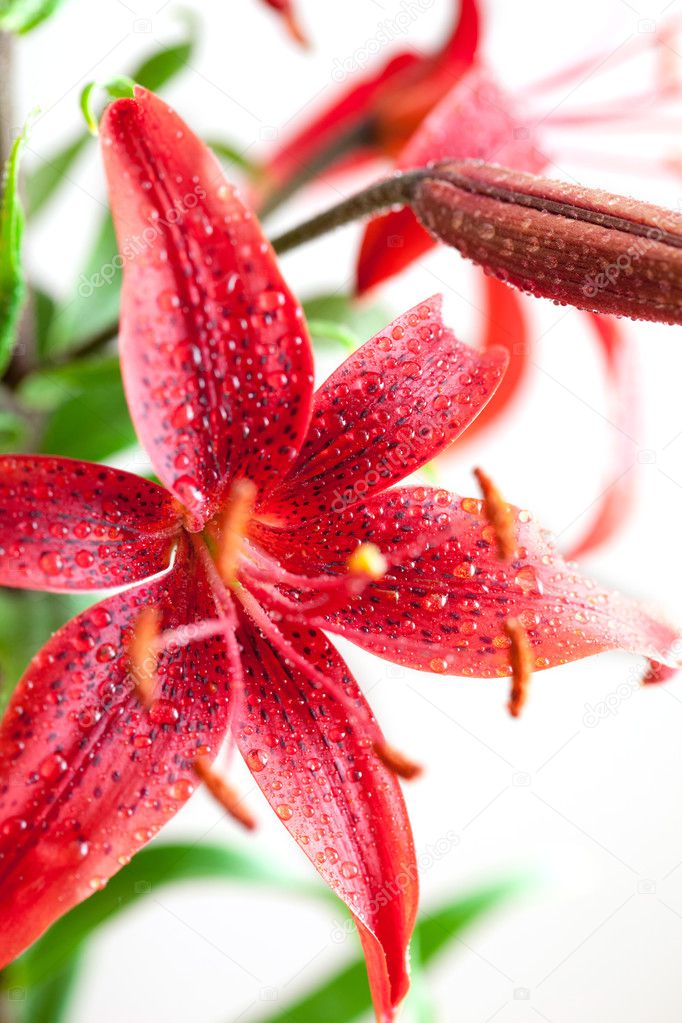 Stargazer Lily isolated