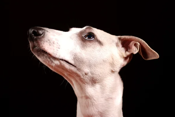Ταχύπους σκύλος κυνοδρομίας — Φωτογραφία Αρχείου