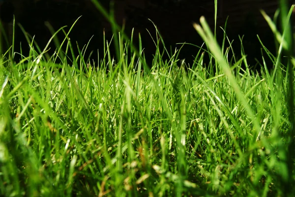 Трави — стокове фото