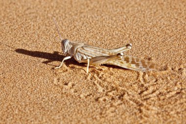 Side-profile of a locust in desert sand clipart